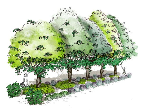 Illustration de systèmes végétaux et agricoles durables